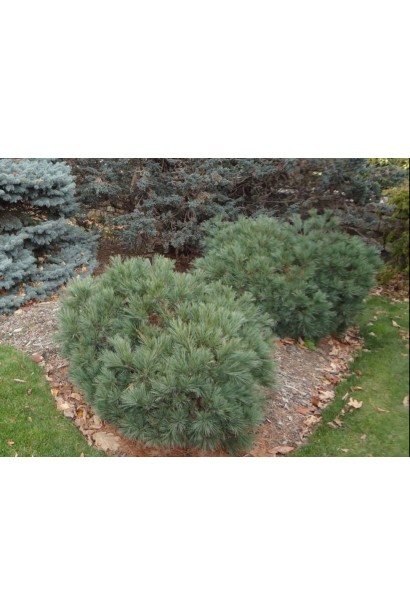 Крупний план сосни Pinus strobus Blue Shag, що демонструє текстуру хвої та гілок. 